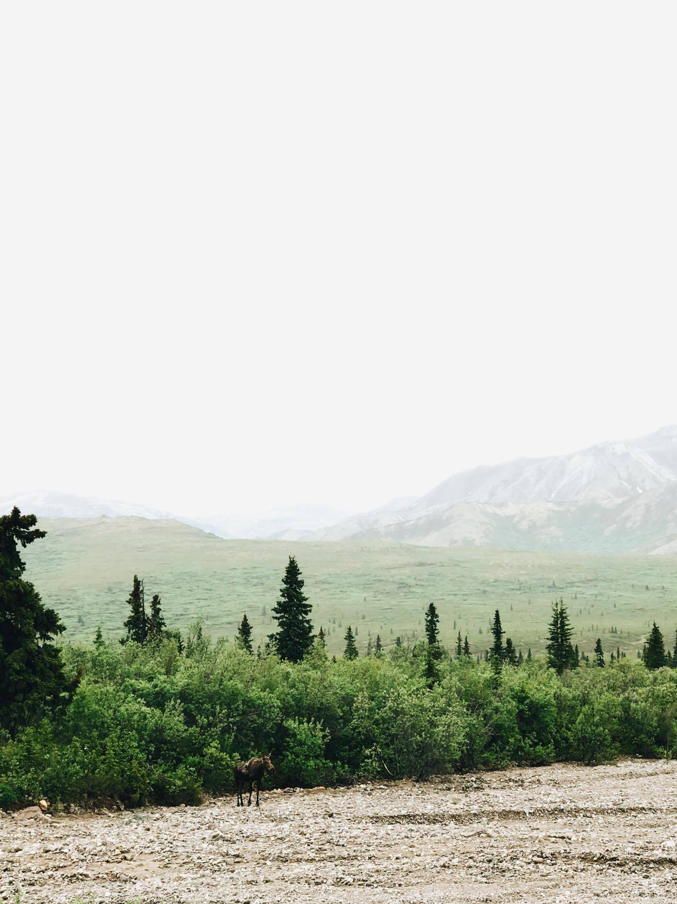 Trees and mountains.