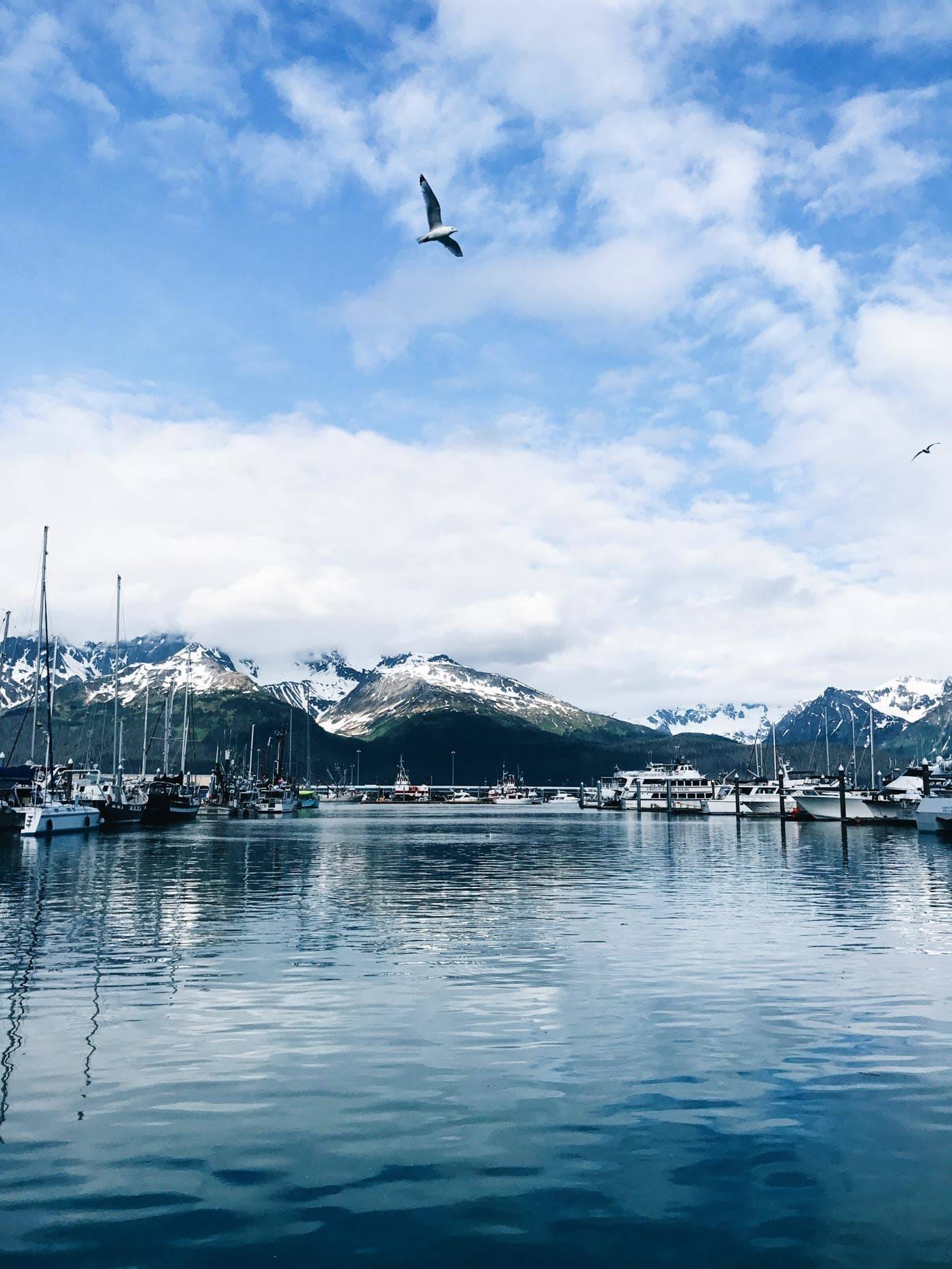 Bird flying over water near boats.