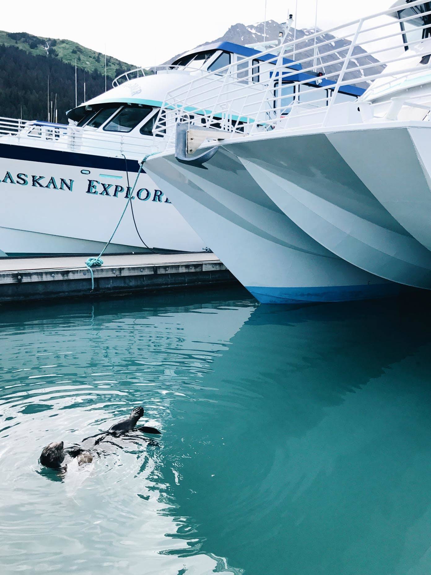 Animal in the blue water next to a boat.