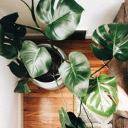 An indoor plant growing to the ceiling.