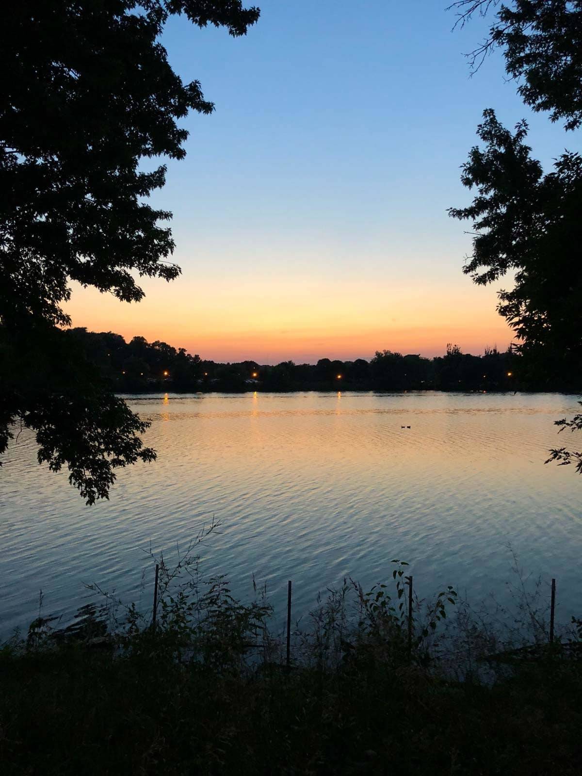 Trees and plants surrounding a serene lake during sunset.