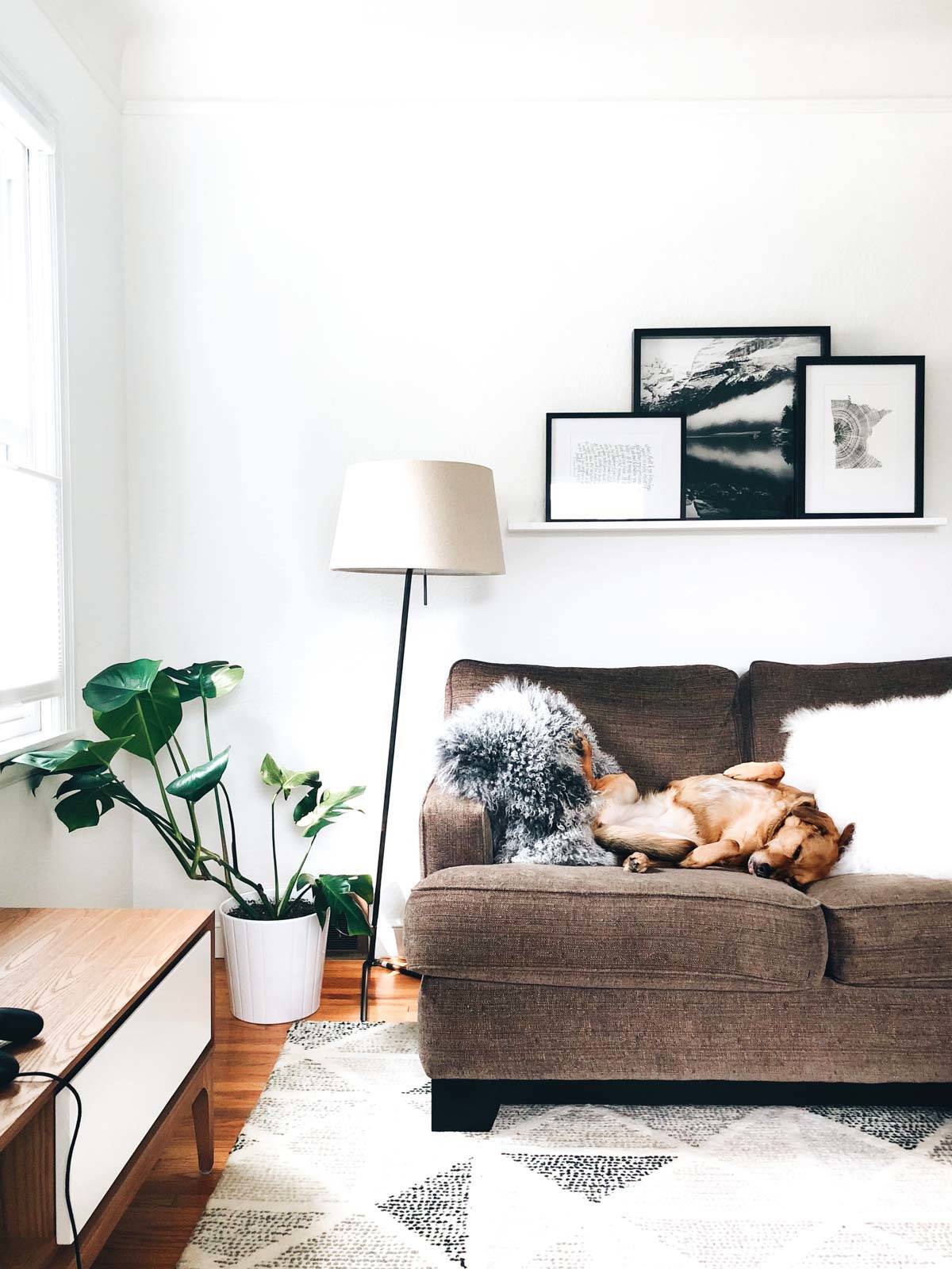 A dog lying on its back on a couch.