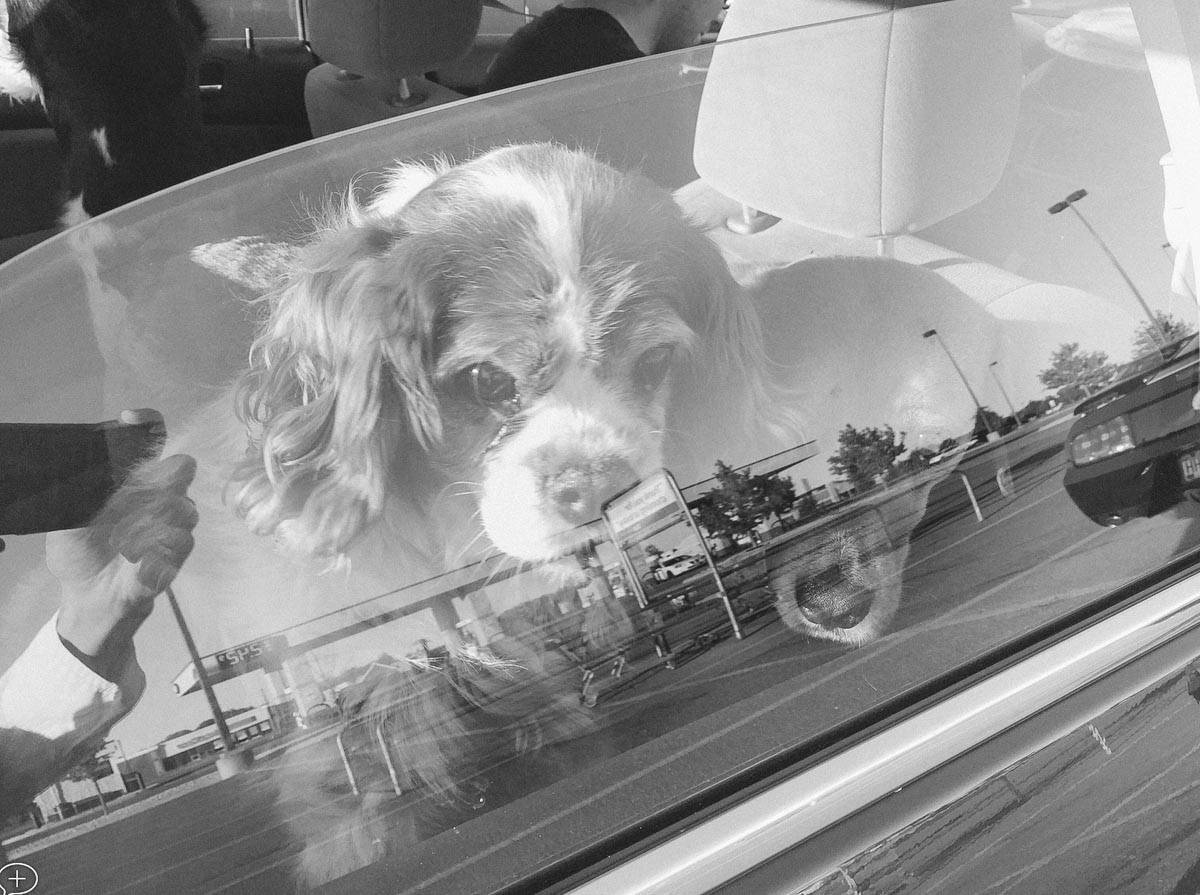 Two dogs looking out a car window.