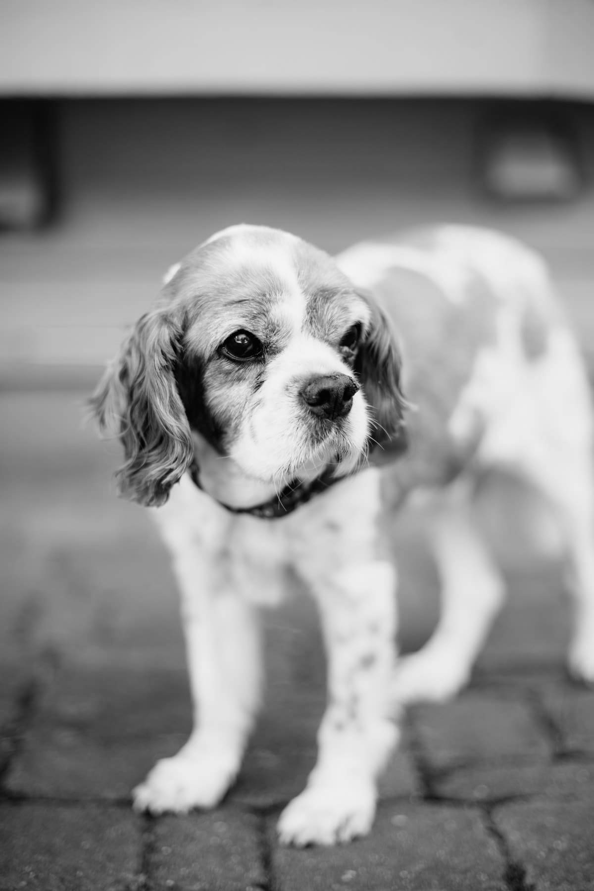 Dog in black and white.