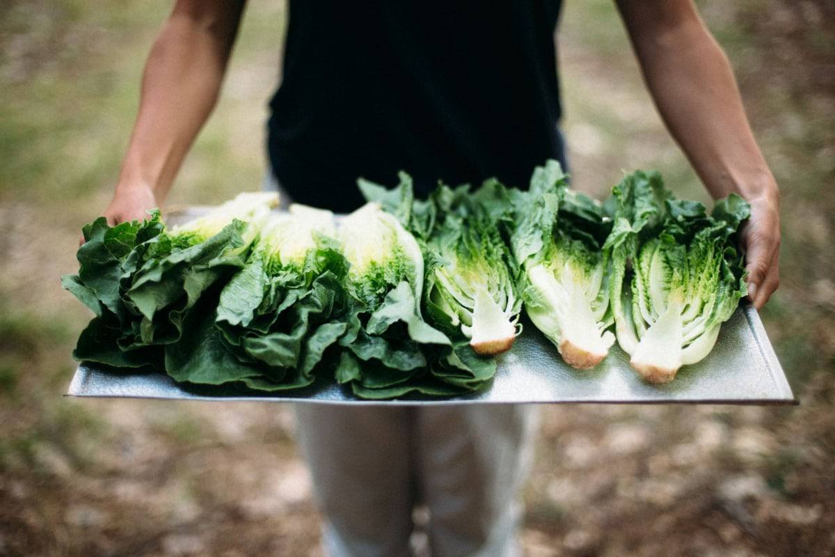 Tray of lettuce.