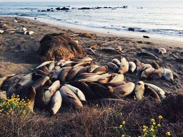 Seals on the shore.