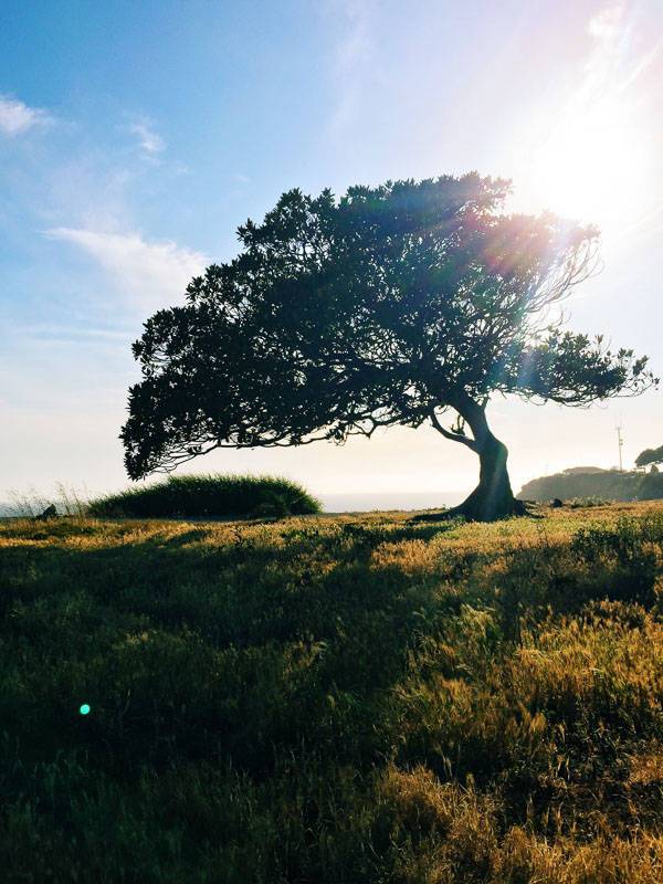 Large tree.