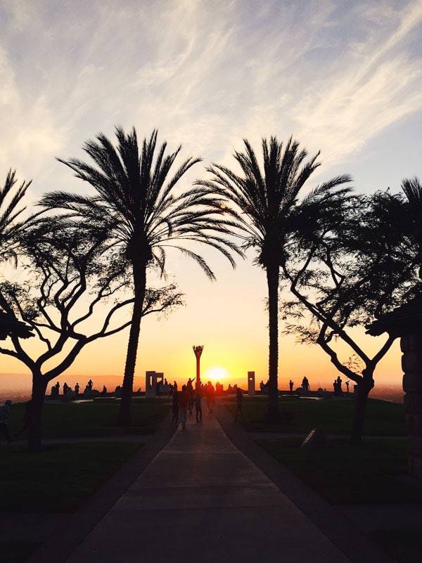 Trees with a sunset in the background.