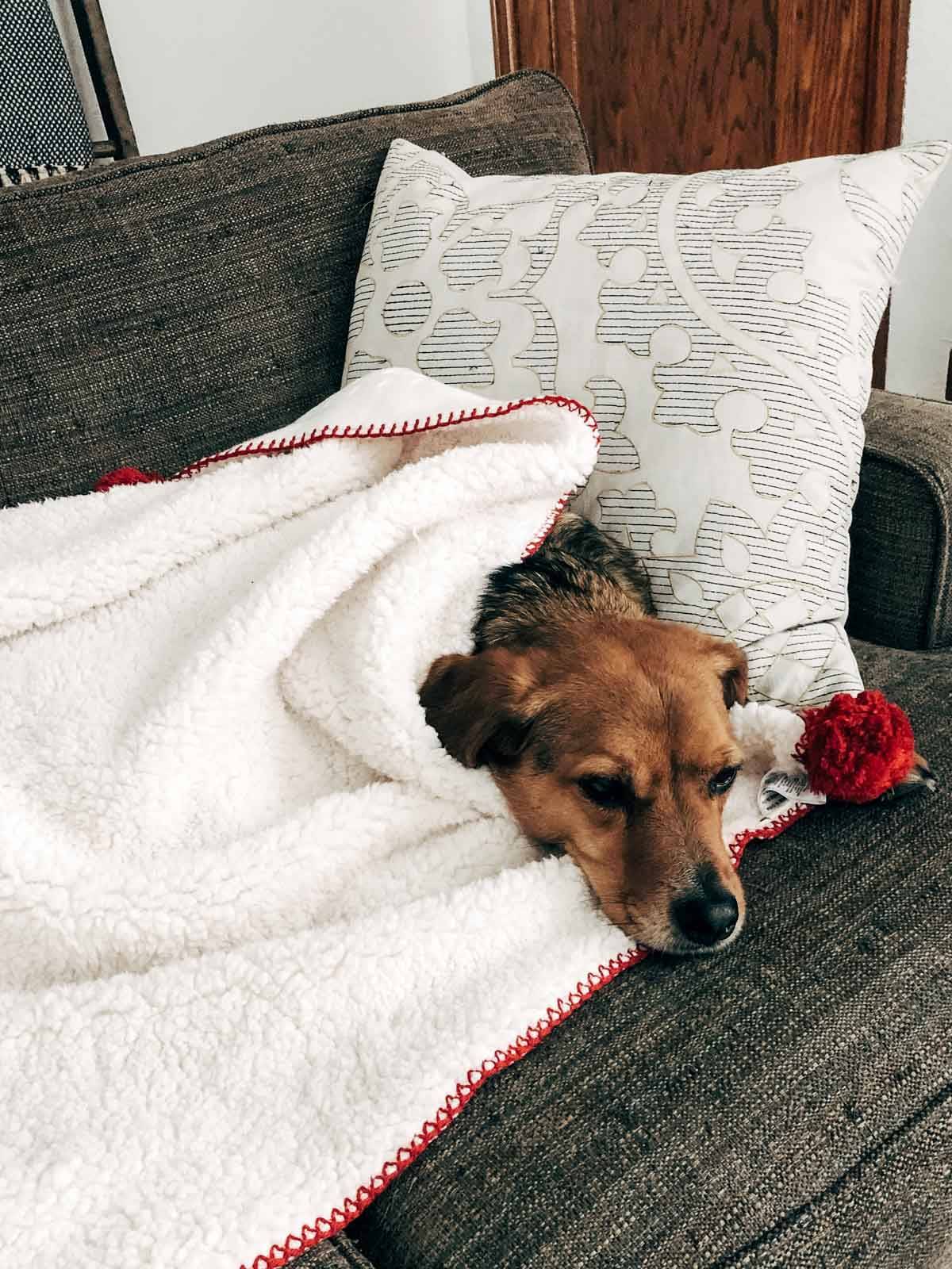 A dog laying under a blank on the couch with its pillow.