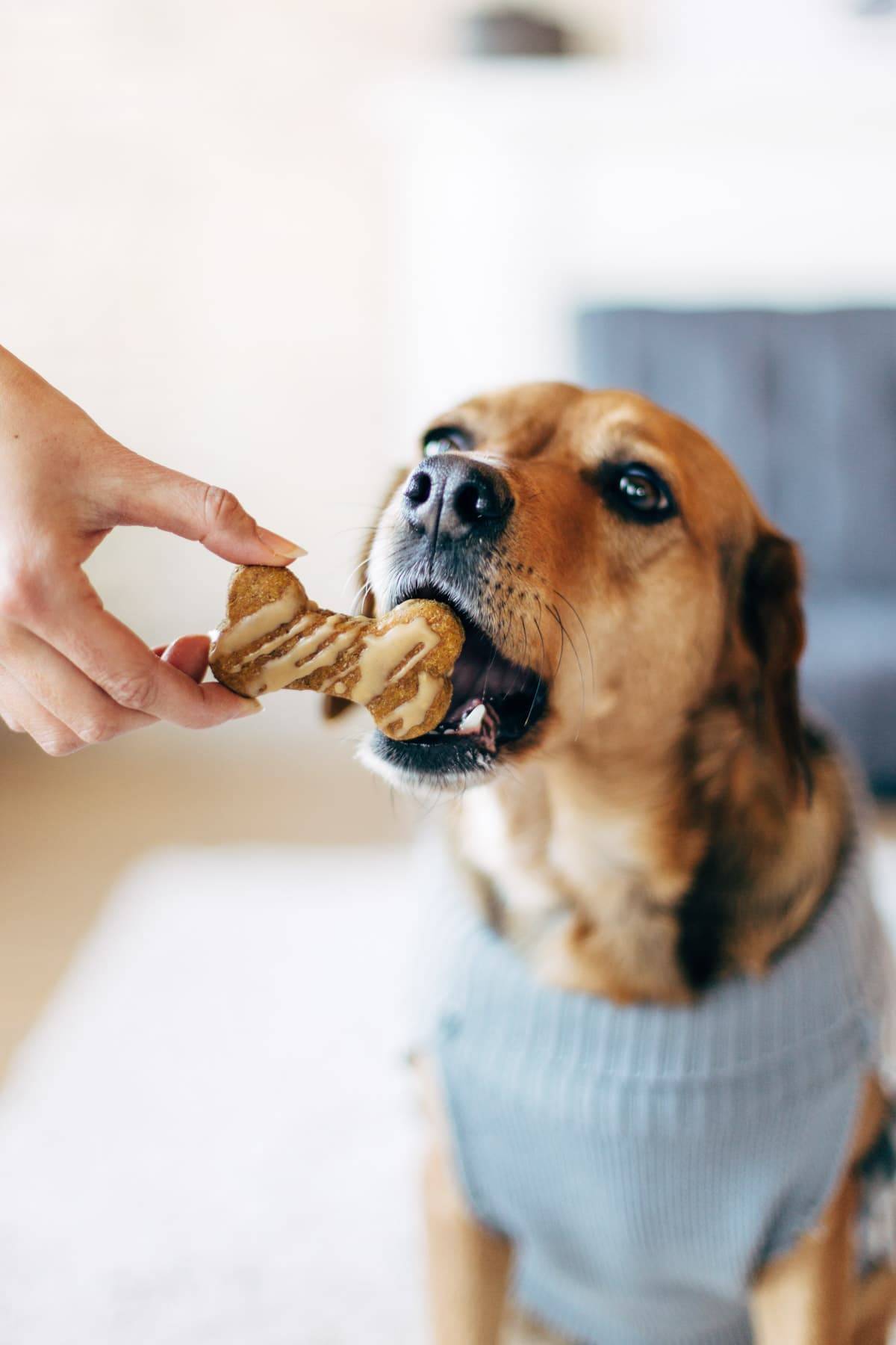 Homemade Dog Treats - 5 ingredient wholesome treats for your pup! | pinchofyum.com