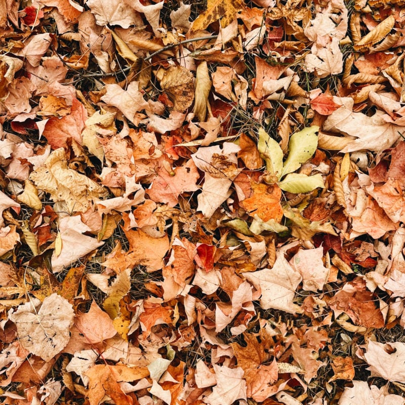 Fall leaves on the ground