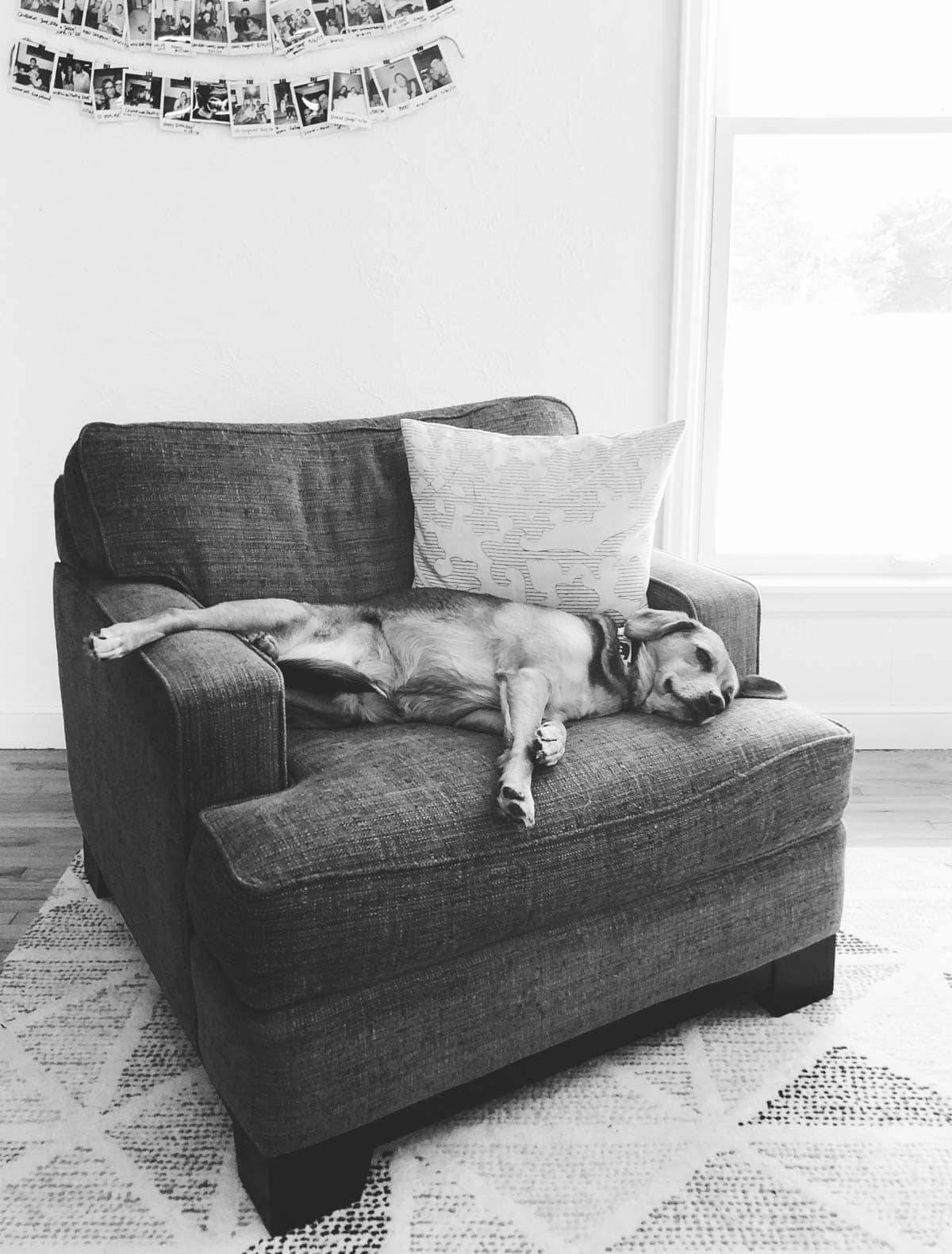 A black and white photo of a dog on a chair.