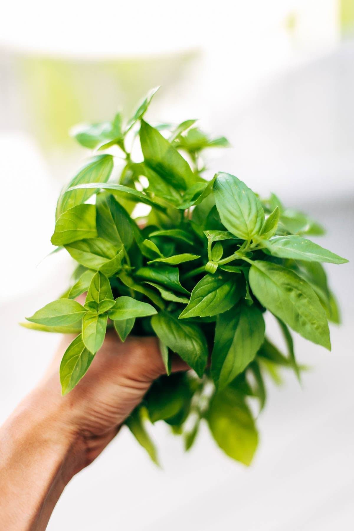 Garlic Basil Chicken - you won't believe that this easy real food recipe only requires 7 ingredients like basil, garlic, olive oil, tomatoes, and butter. | pinchofyum.com