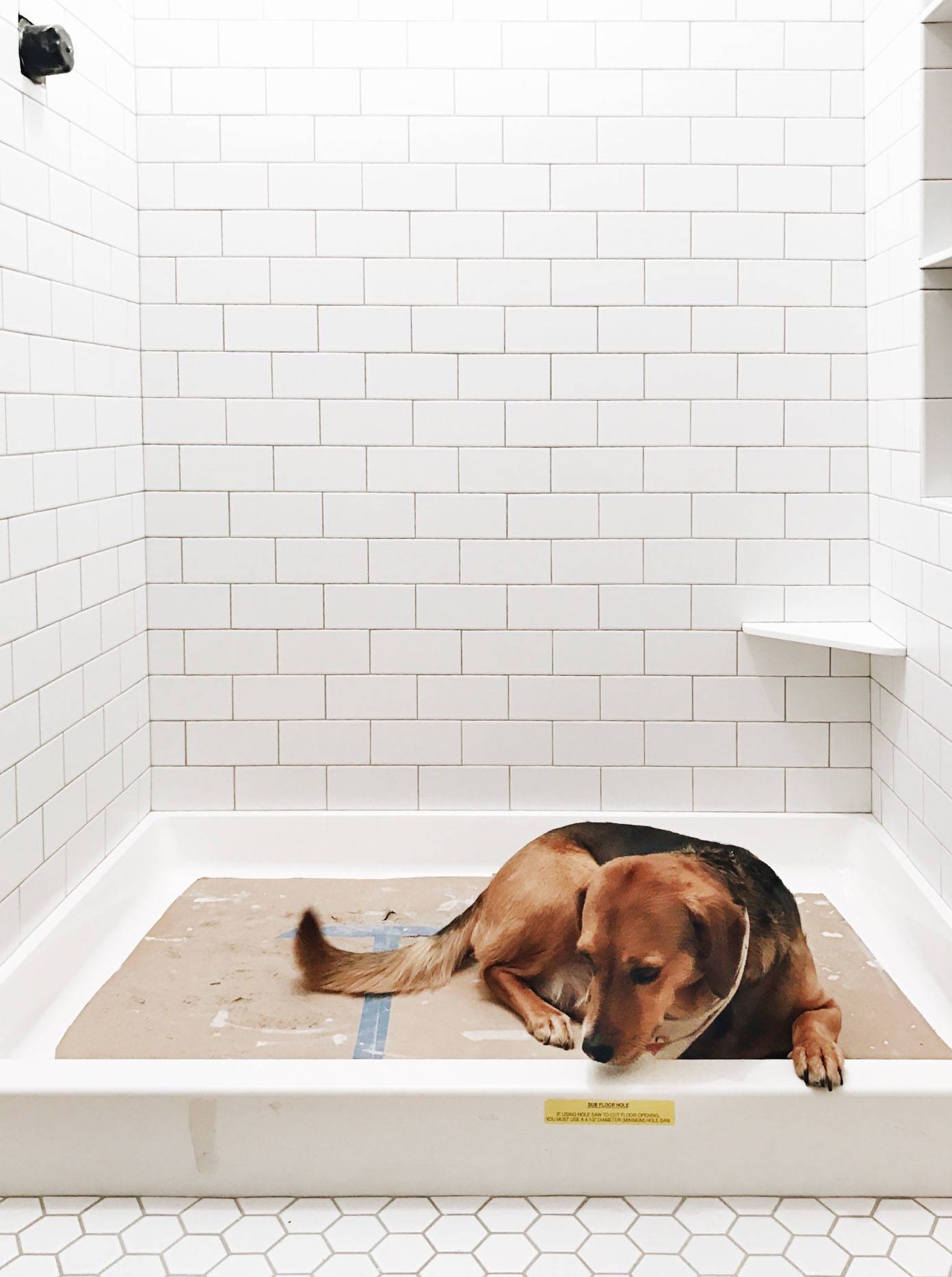 Sage lying at the base of a shower.