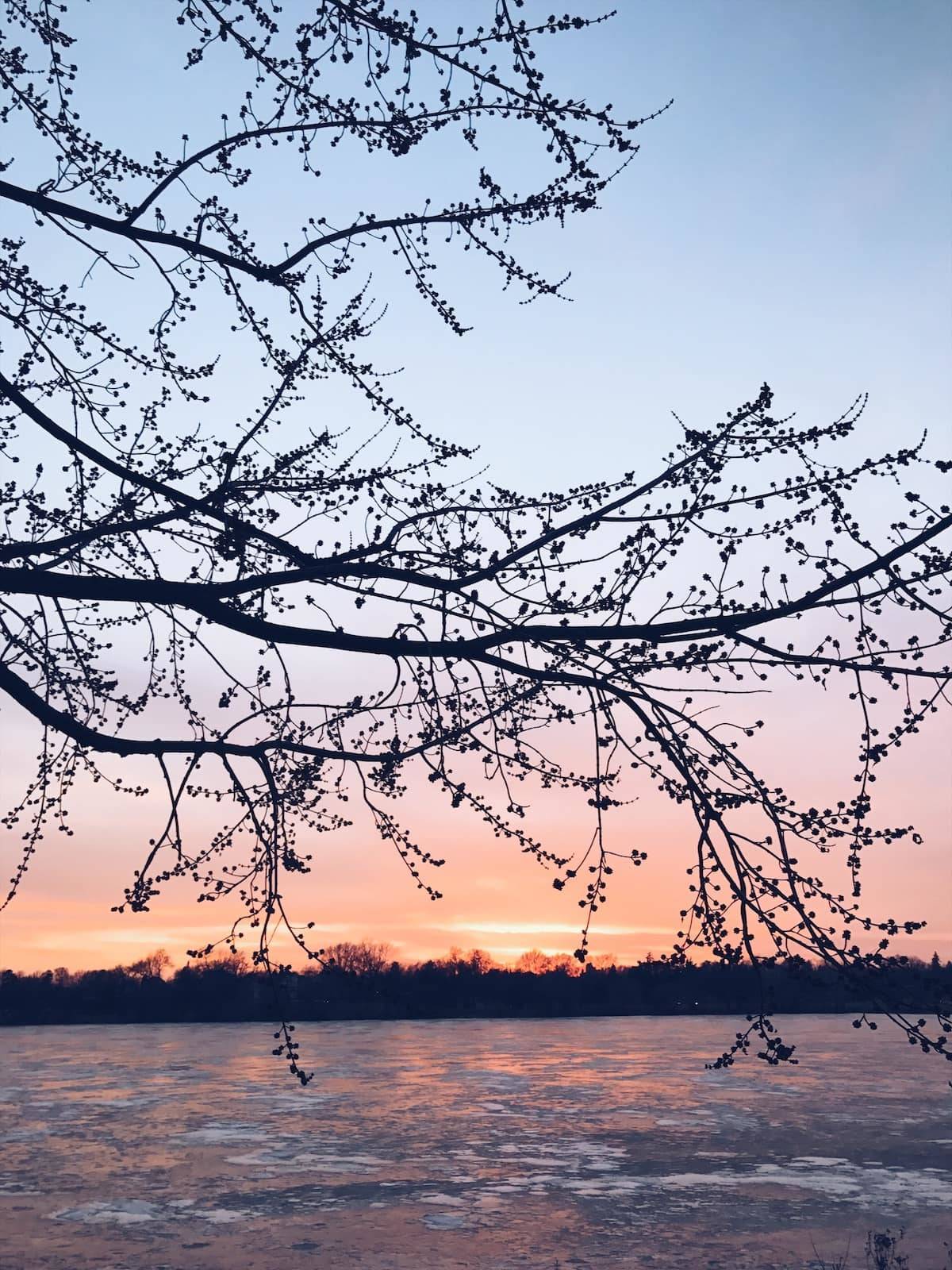 Rising sun and water in the background with tree branches in the foreground