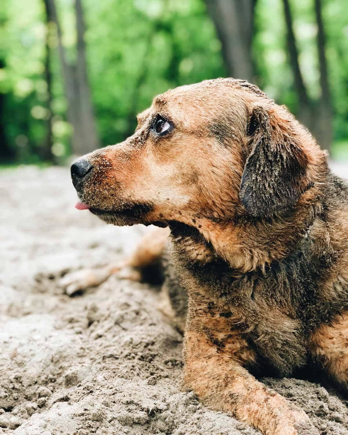 Sage in the sand.