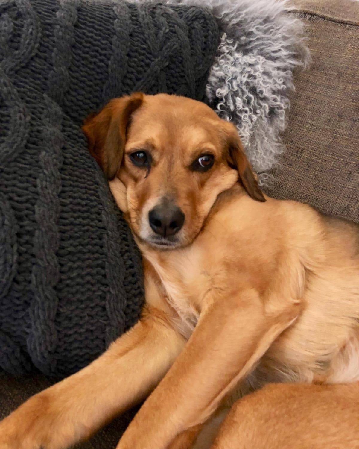 Dog next to a pillow resting on a couch.