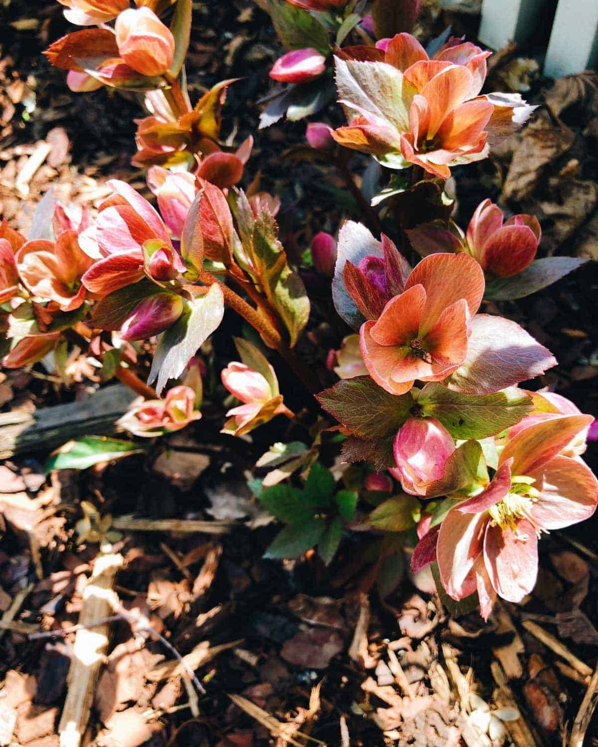 Blossoming flowers on the plant.