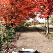 A sidewalk that passes through trees with leaves that have changed colors.