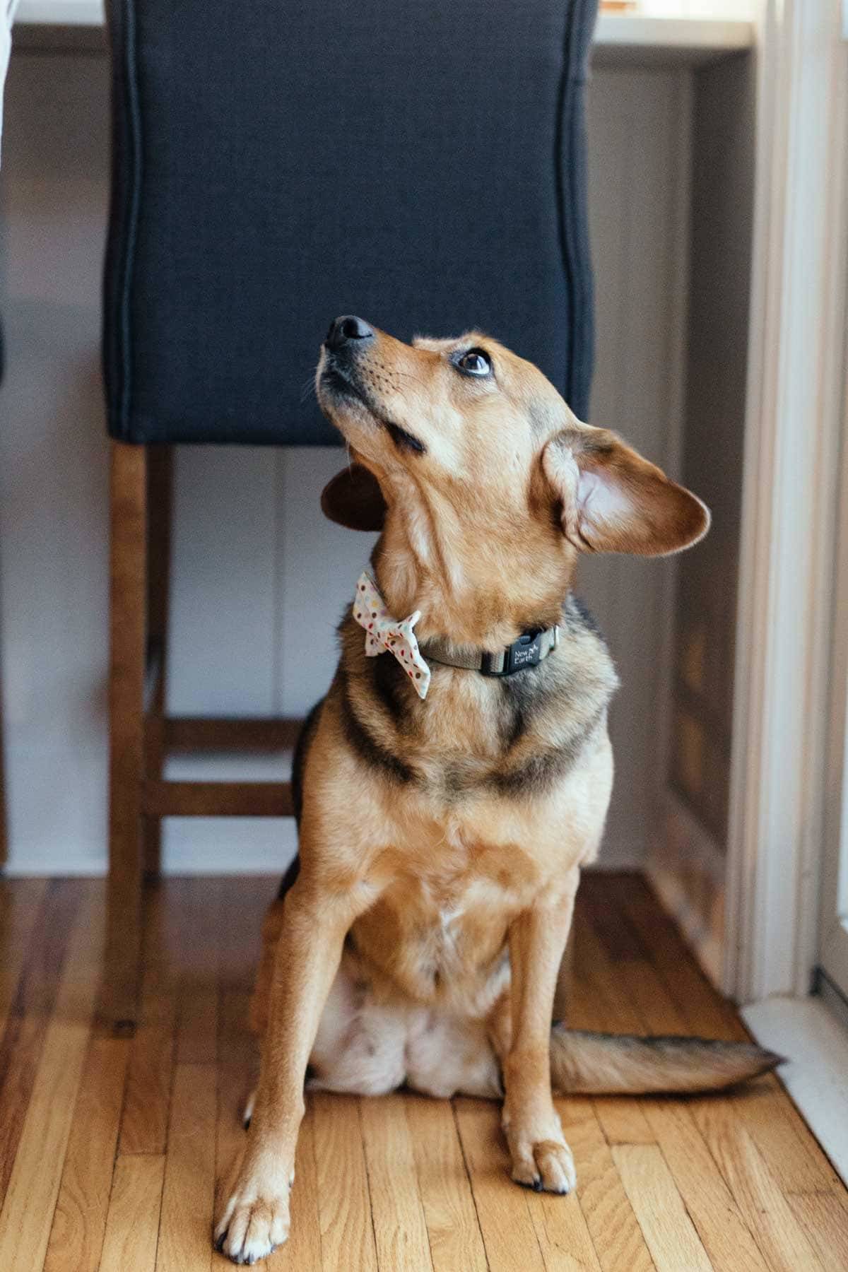 Dog with floppy ears.