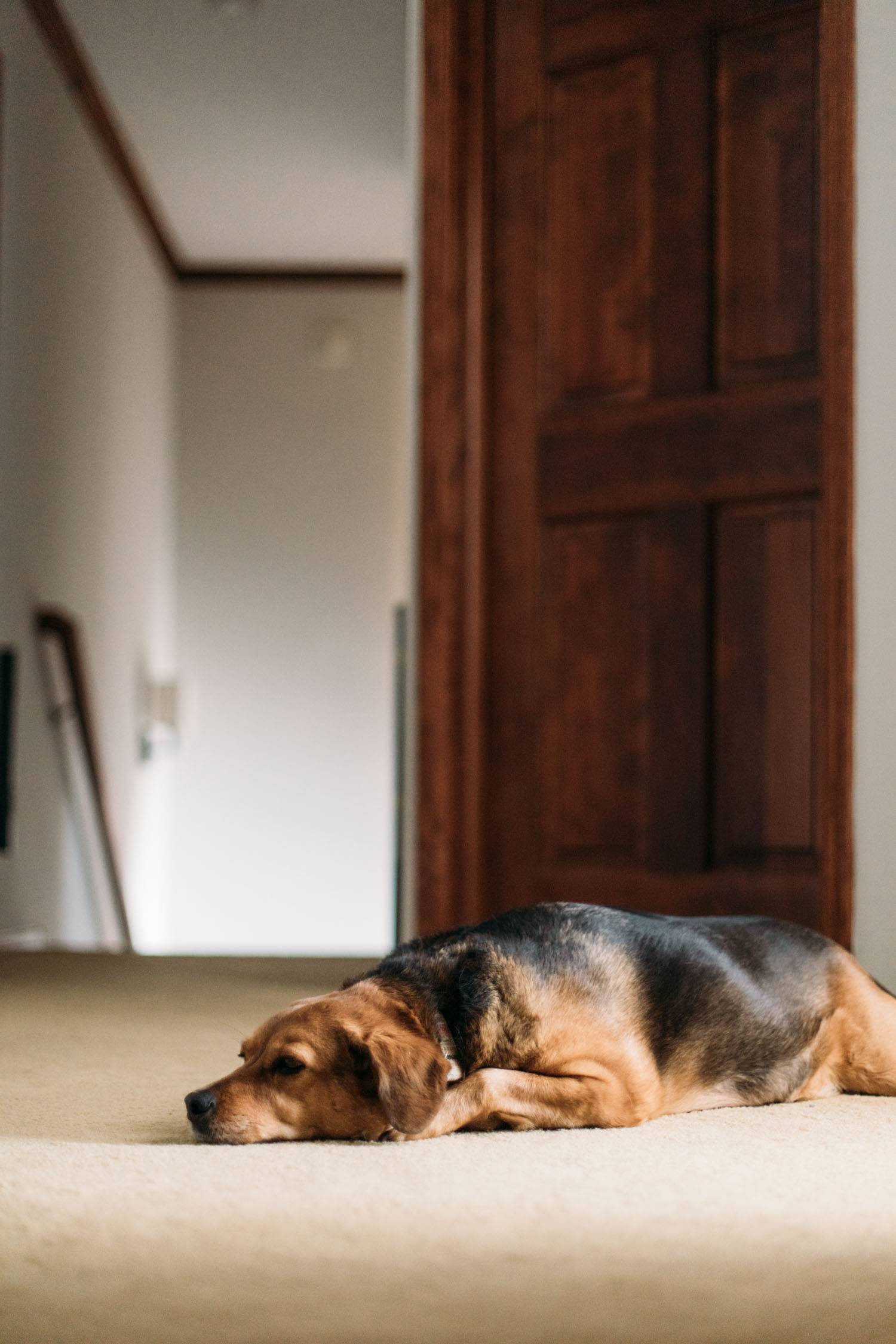 Dog sleeping on the floor