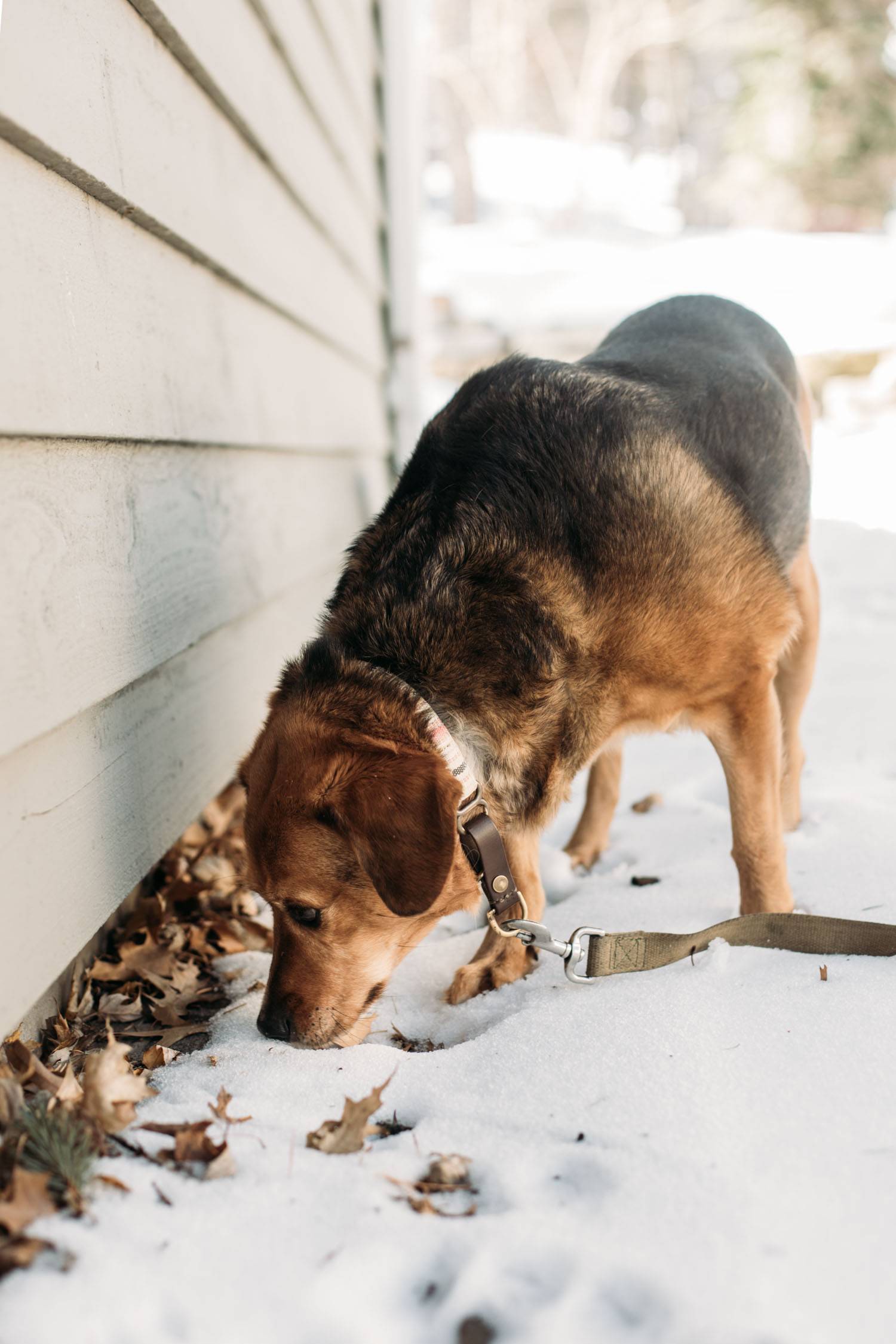 Dog sniffing snow