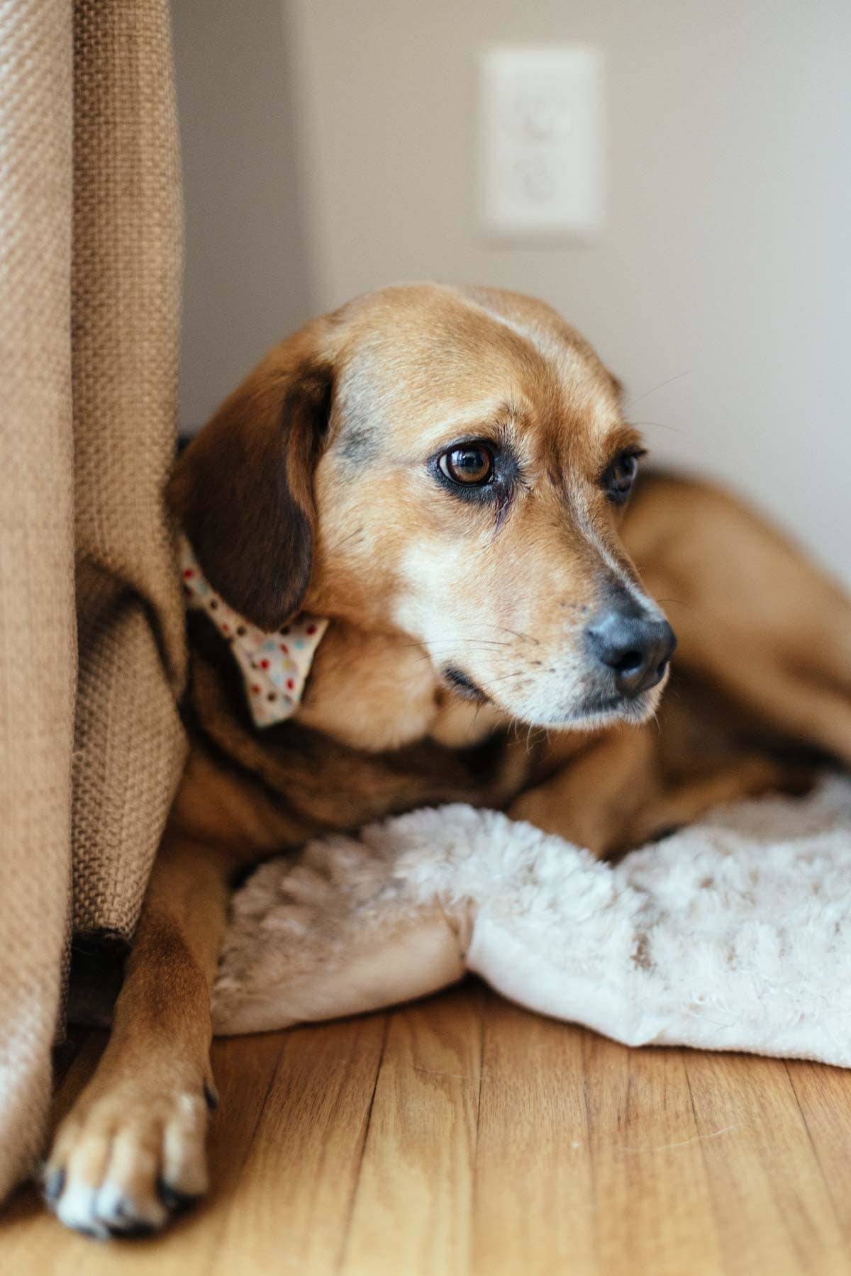 Dog laying on a fluffy blanket.