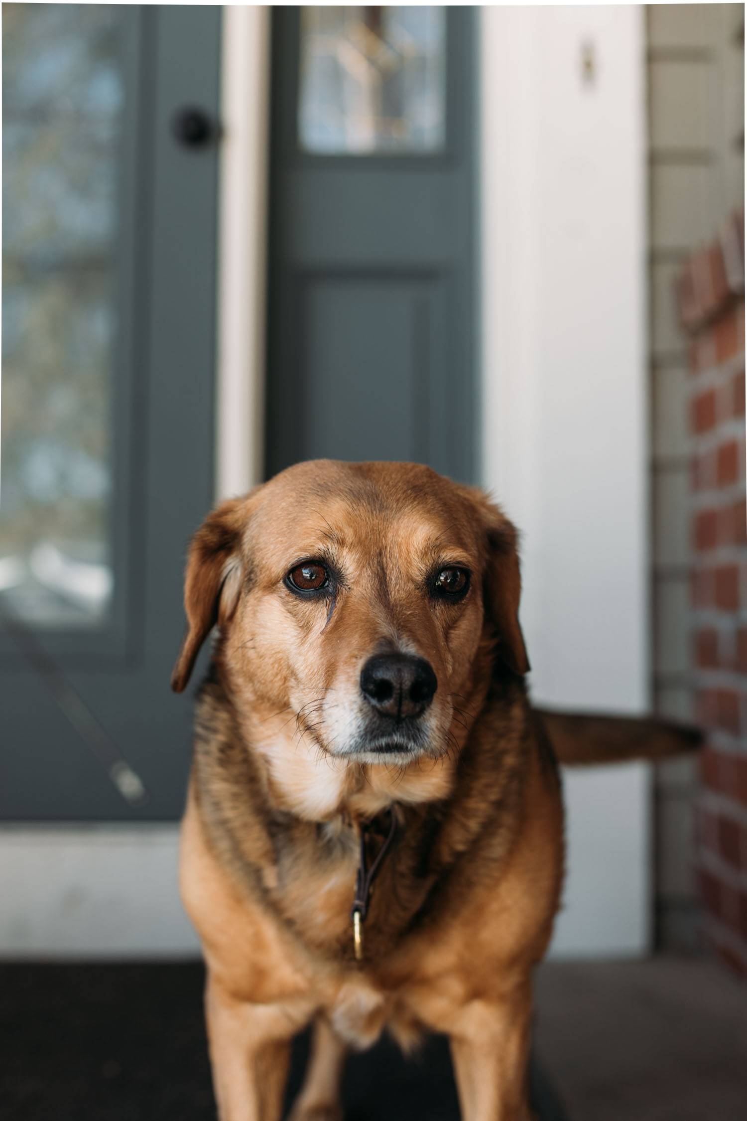 Dog outside front door