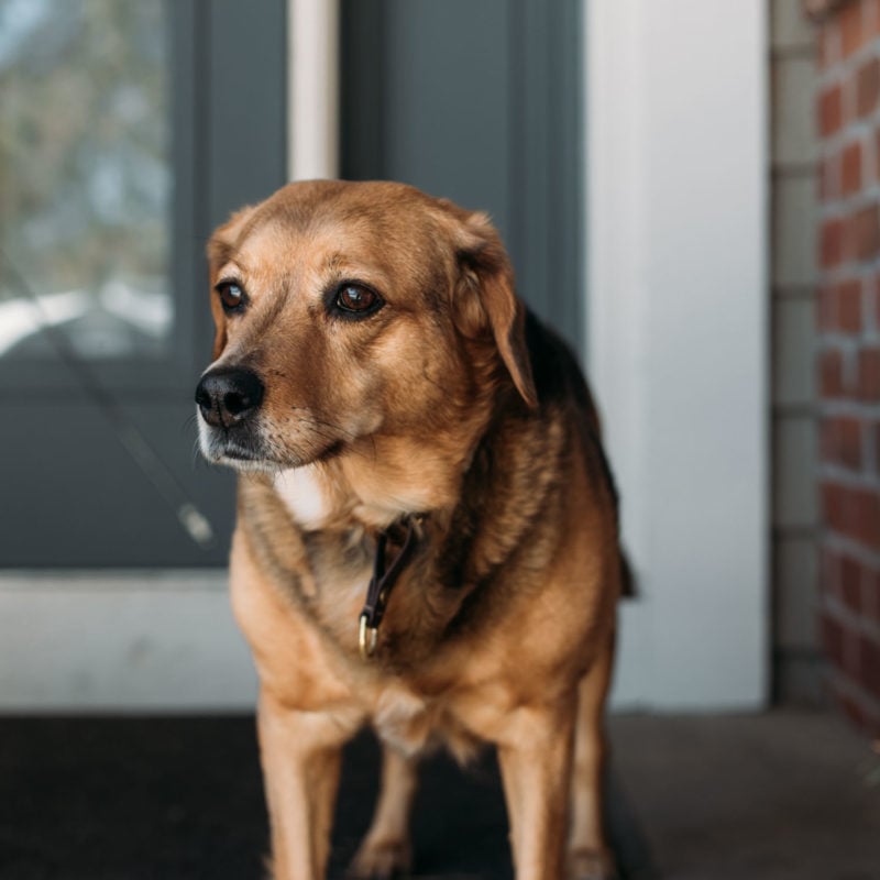 Dog standing in front of a house door.