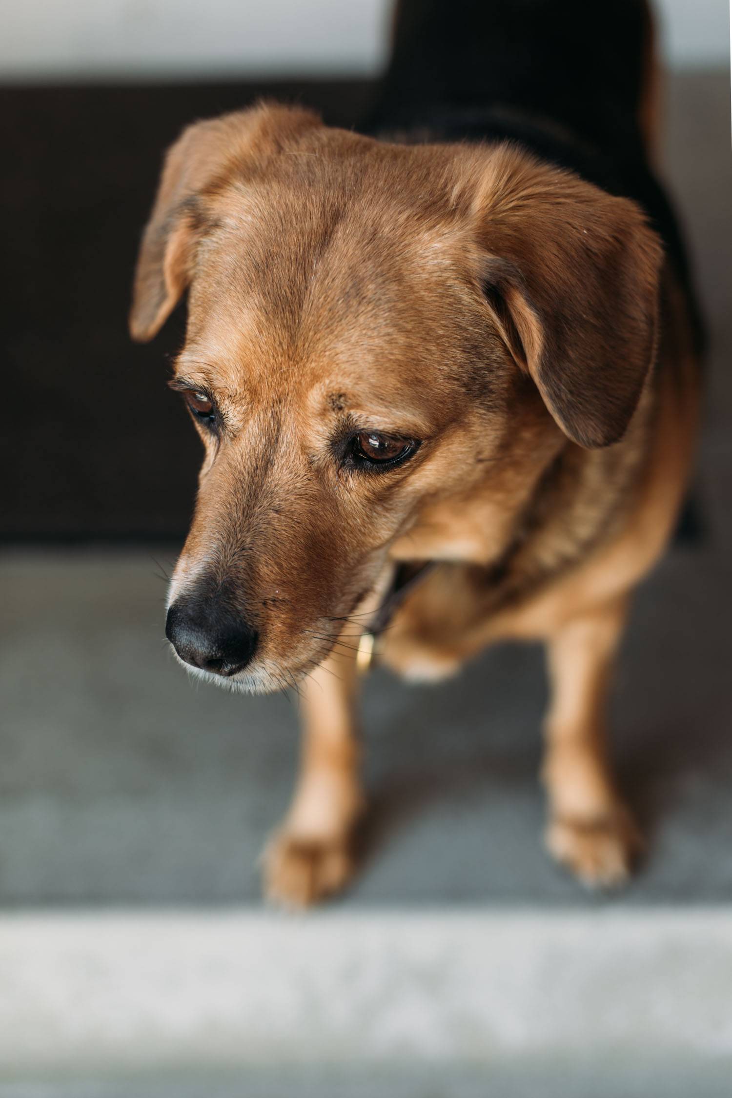 Dog staring out in distance