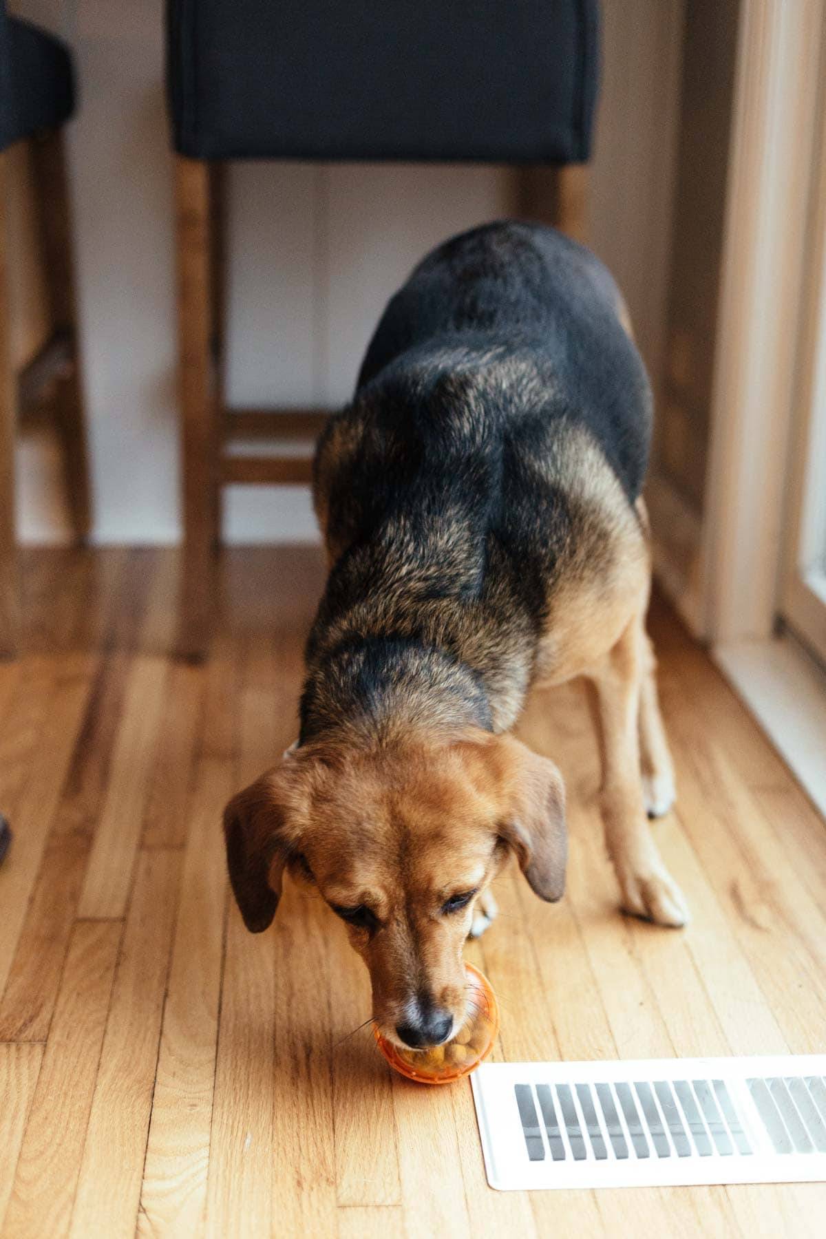 Dog playing with an orange ball.