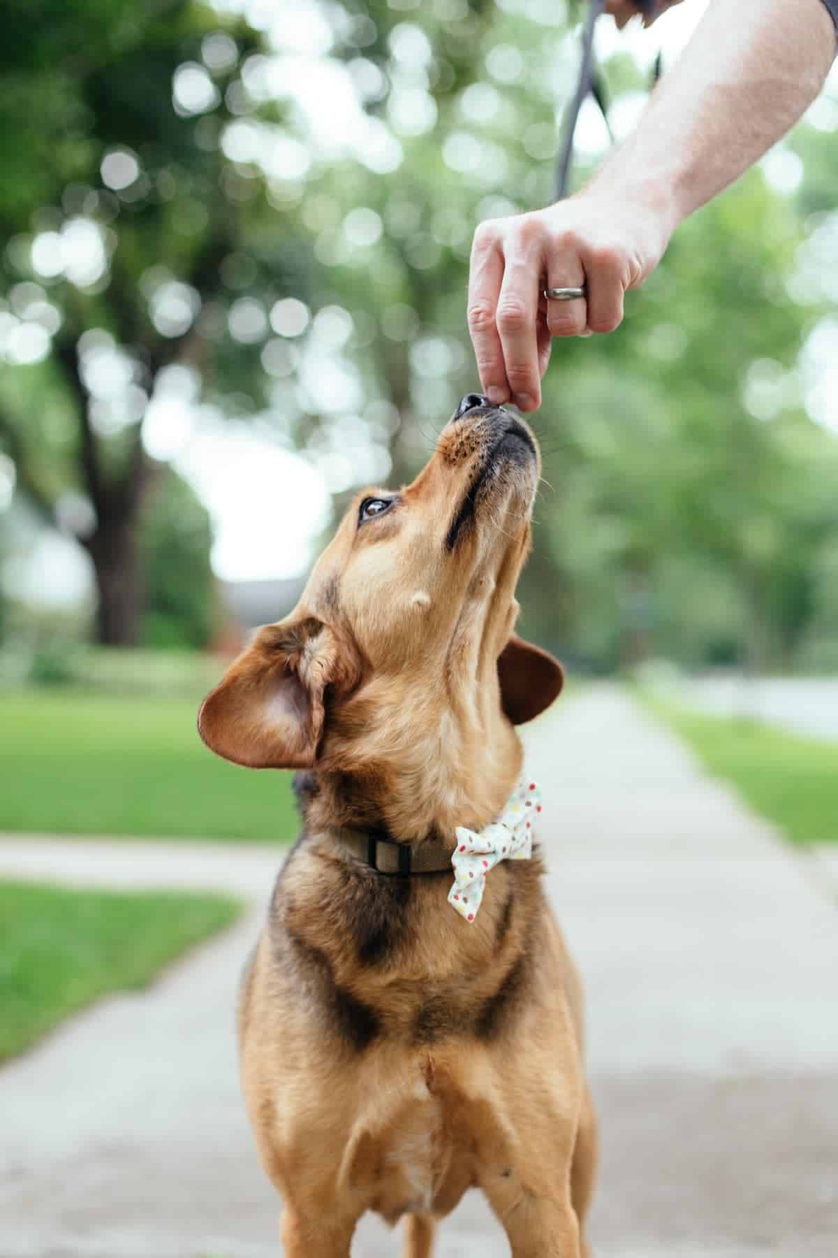 Hand feeding a dog a treat.