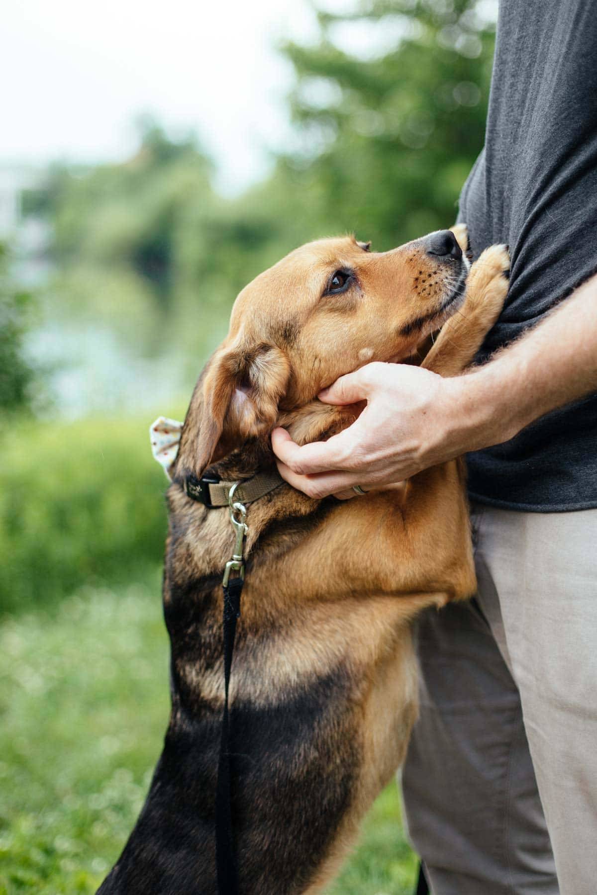 Dog jumping up on man's body.