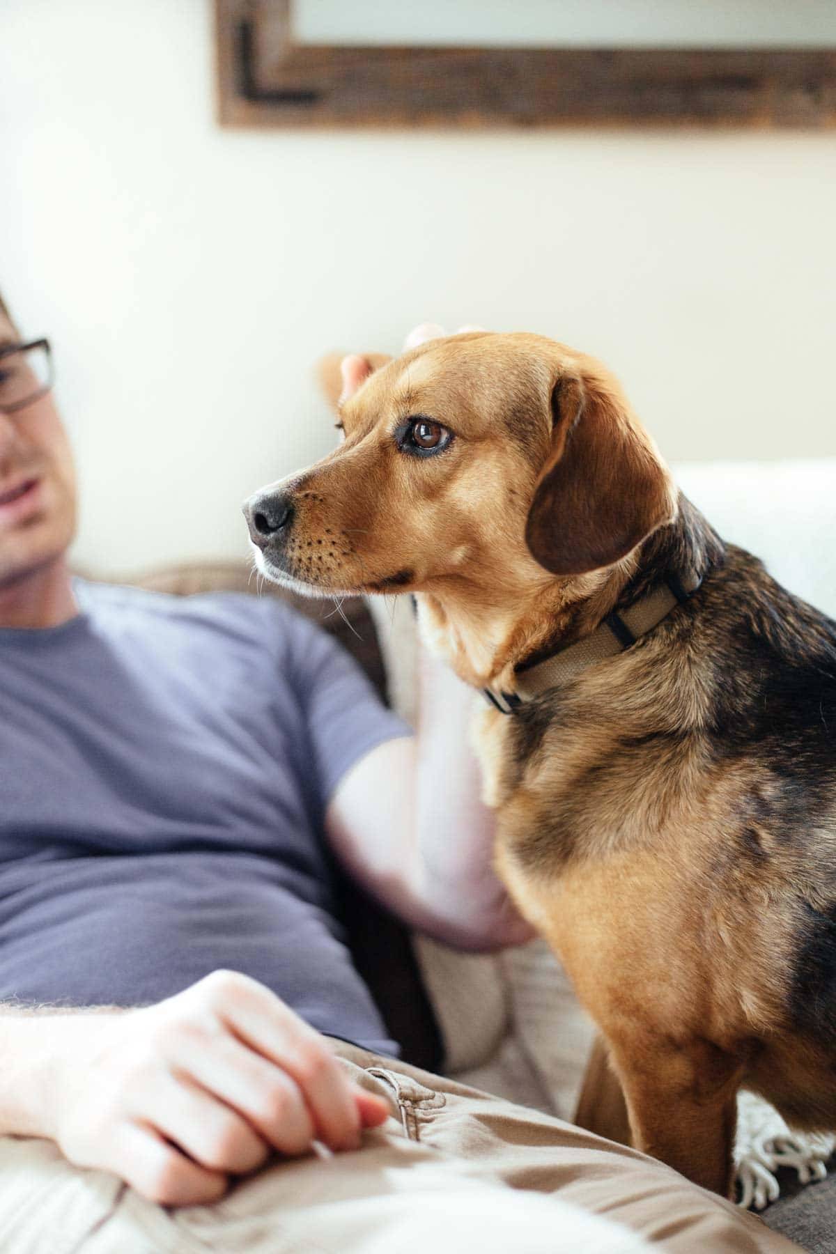 Dog and man sitting on a couch.