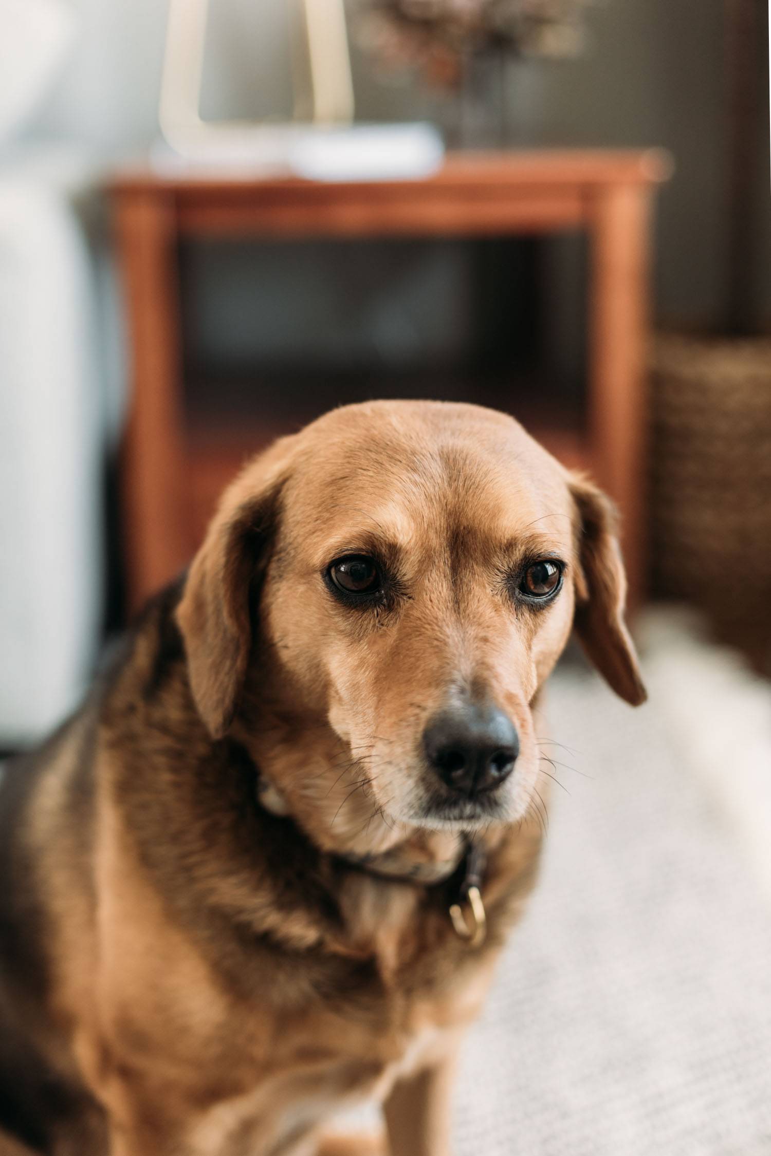 Dog sitting up