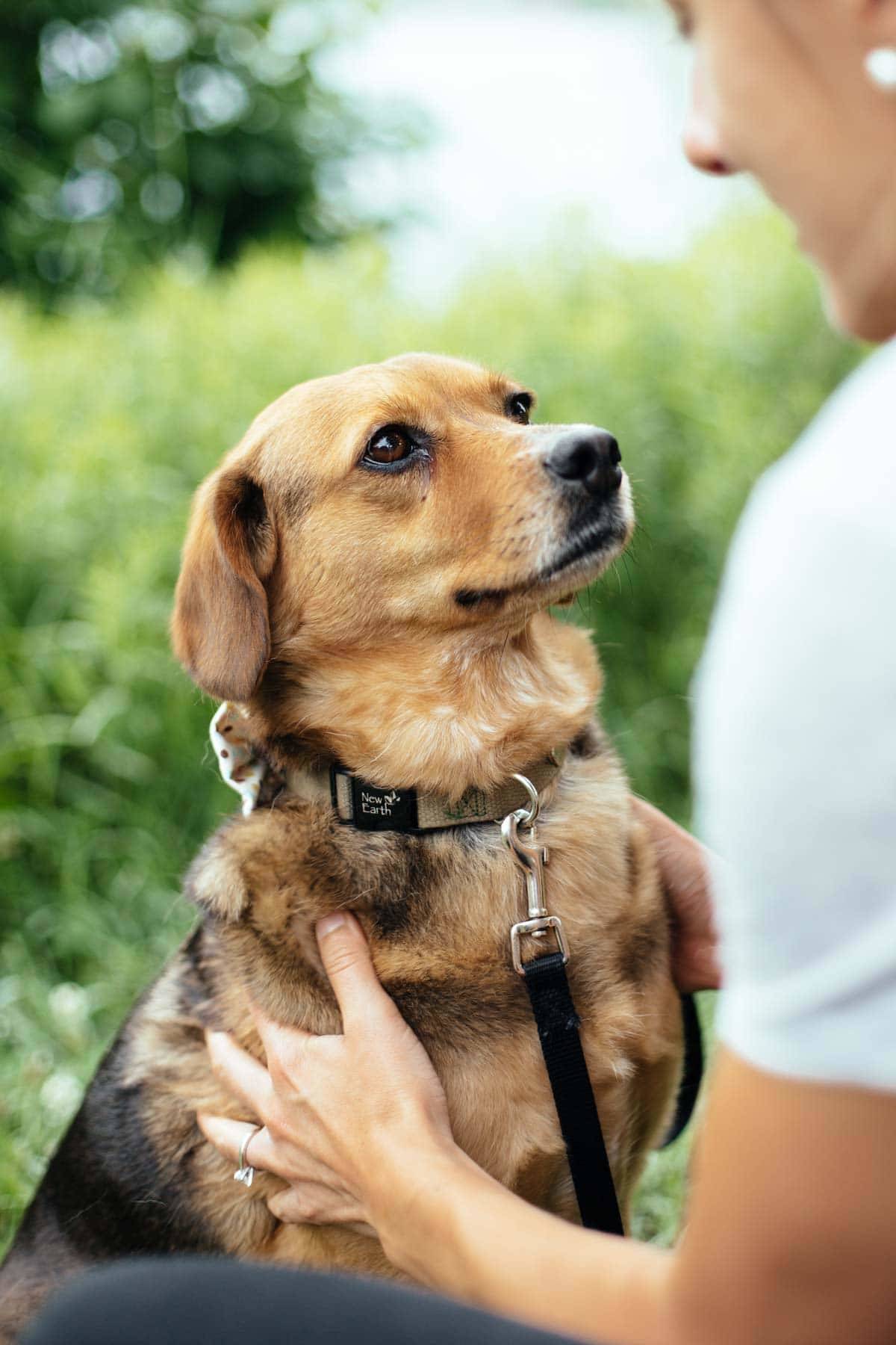 Dog looking at a woman outside.