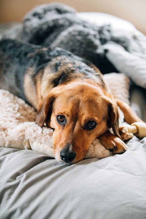 Dog looking at camera.