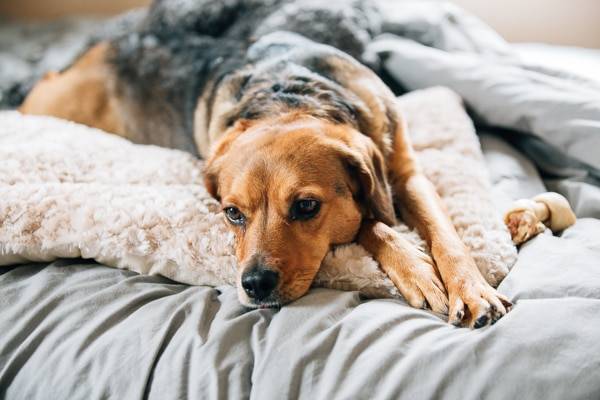 Dog laying on a bed.