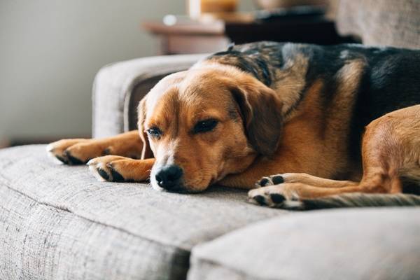 Dog sleeping.