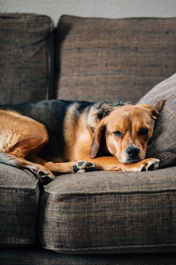 Dog sleeping on a couch.