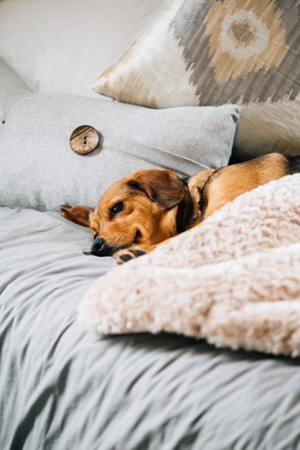 Dog laying in a bed.