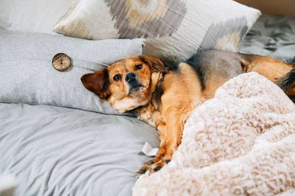 Dog laying in bed.