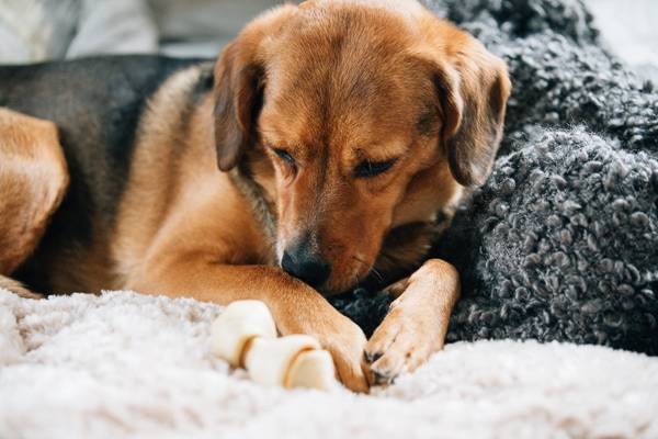 Dog looking at a bone.