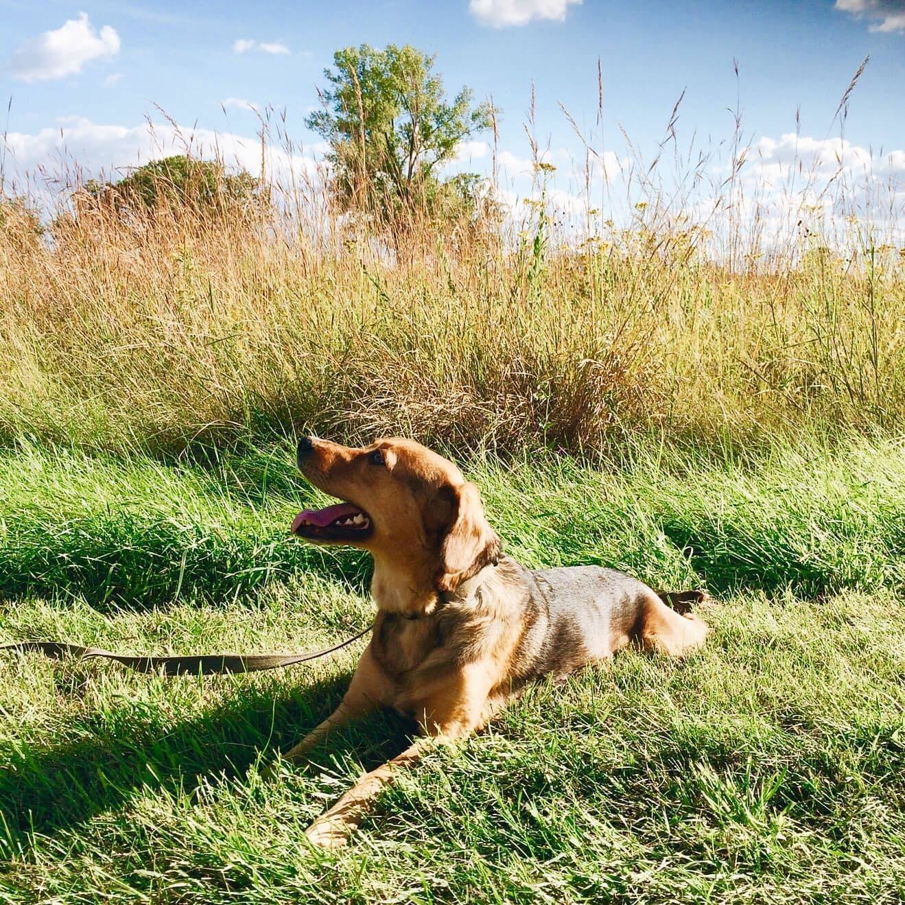 A golden-brown dog, lying in the grass and looking up, outdoors on a partly cloudy day.