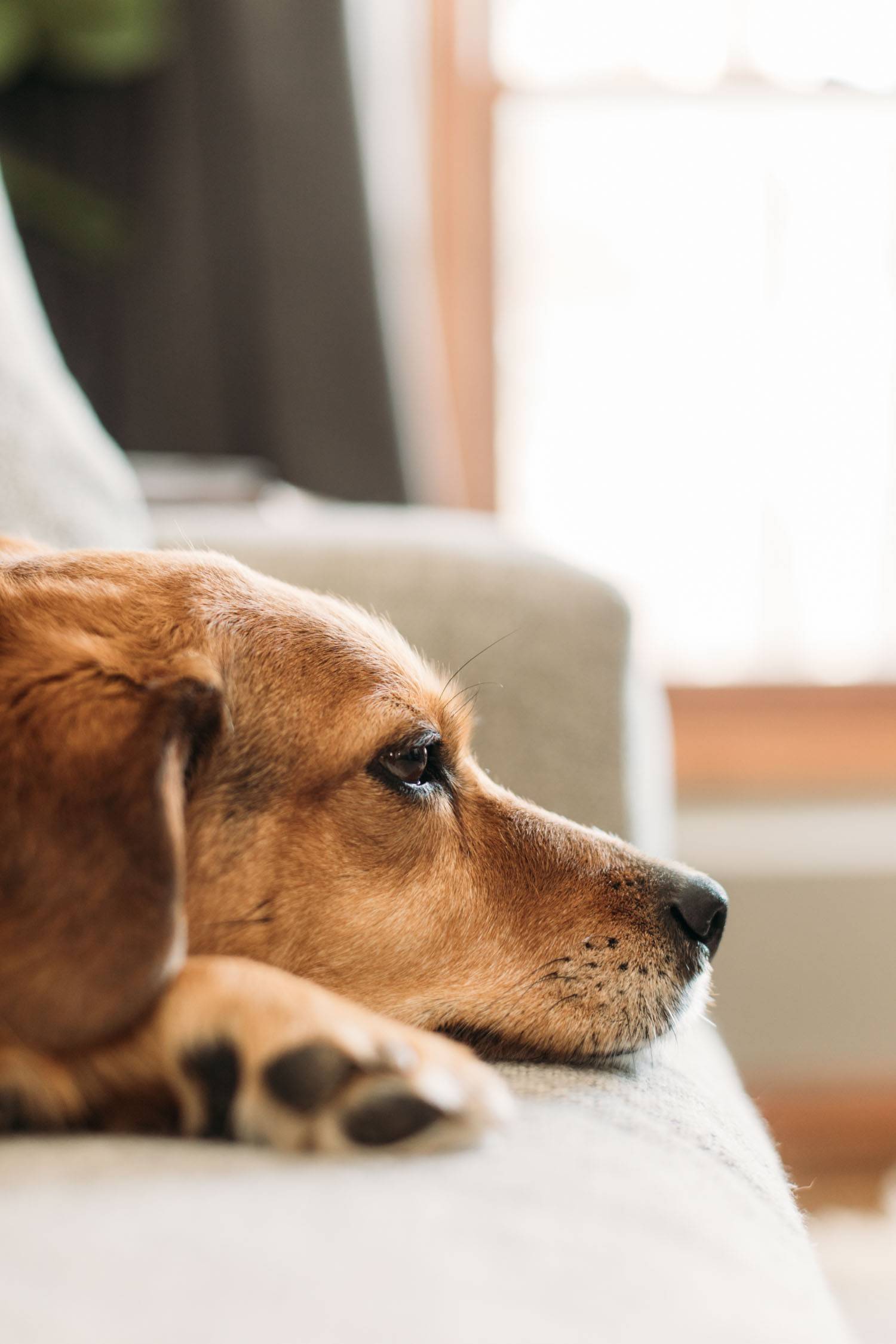 Dog laying on couch