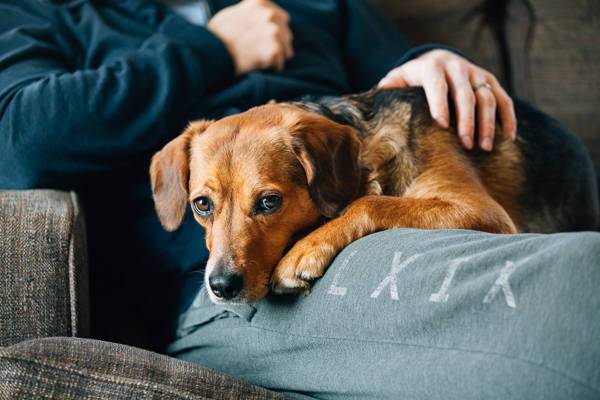 Dog laying on a man's lap.