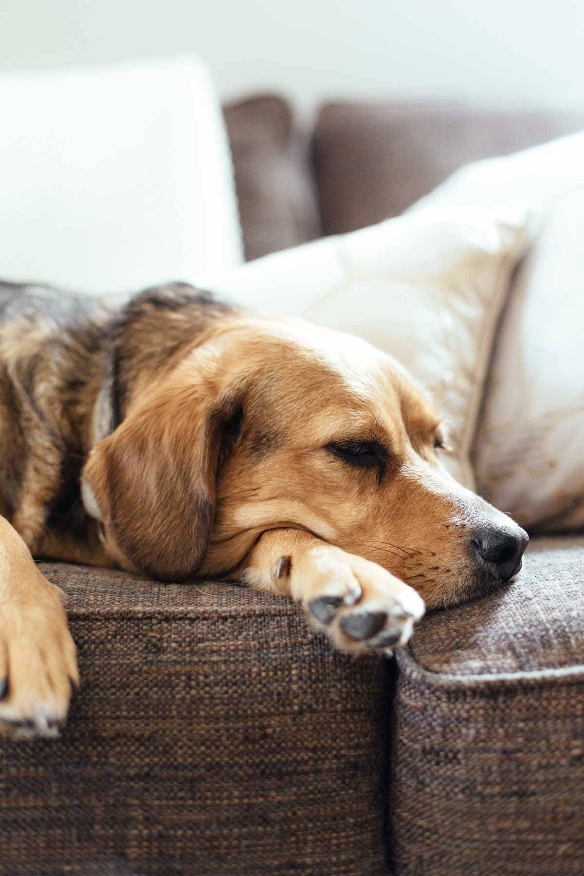 Dog laying on a couch.