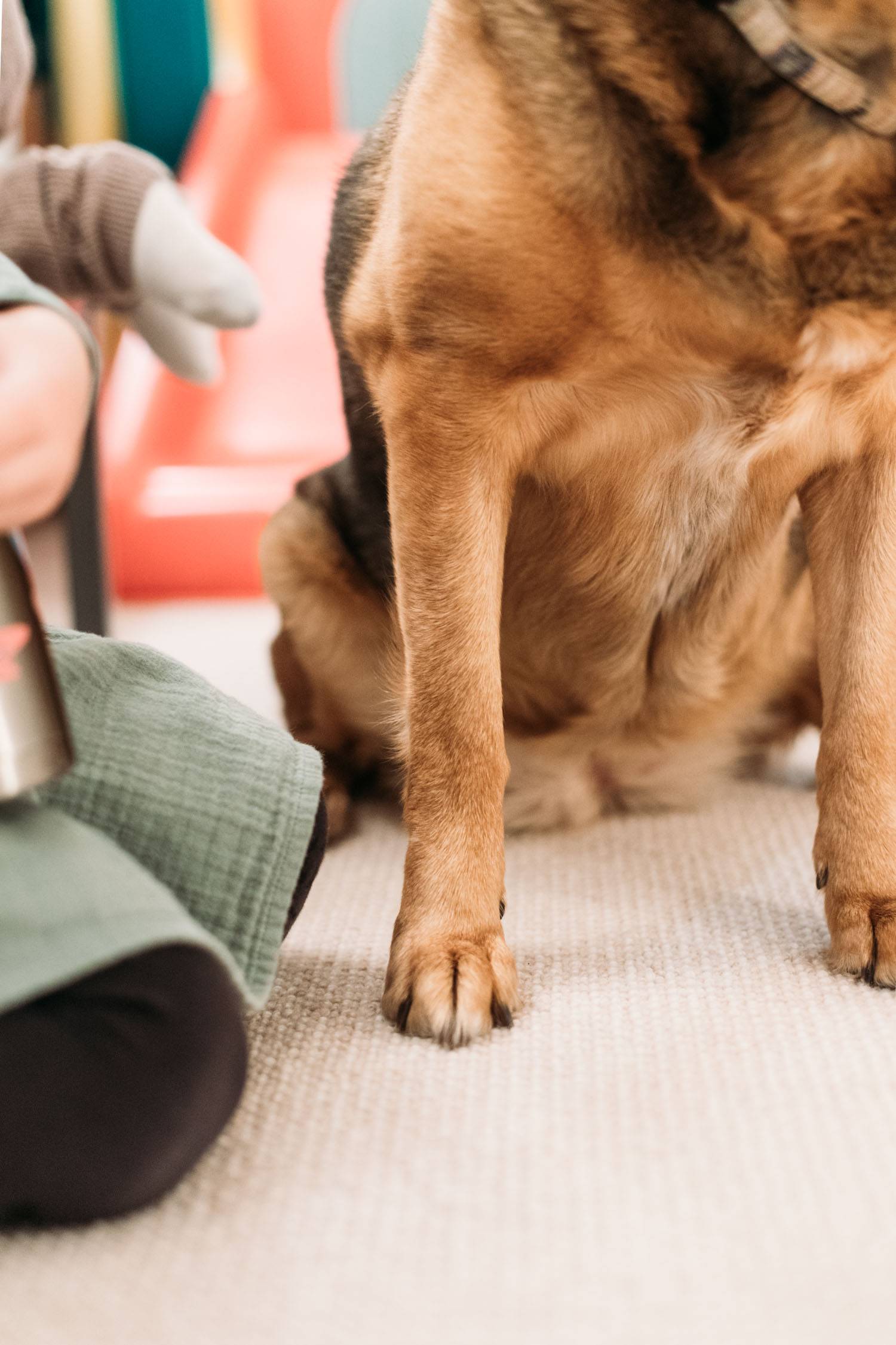 Dog sitting down