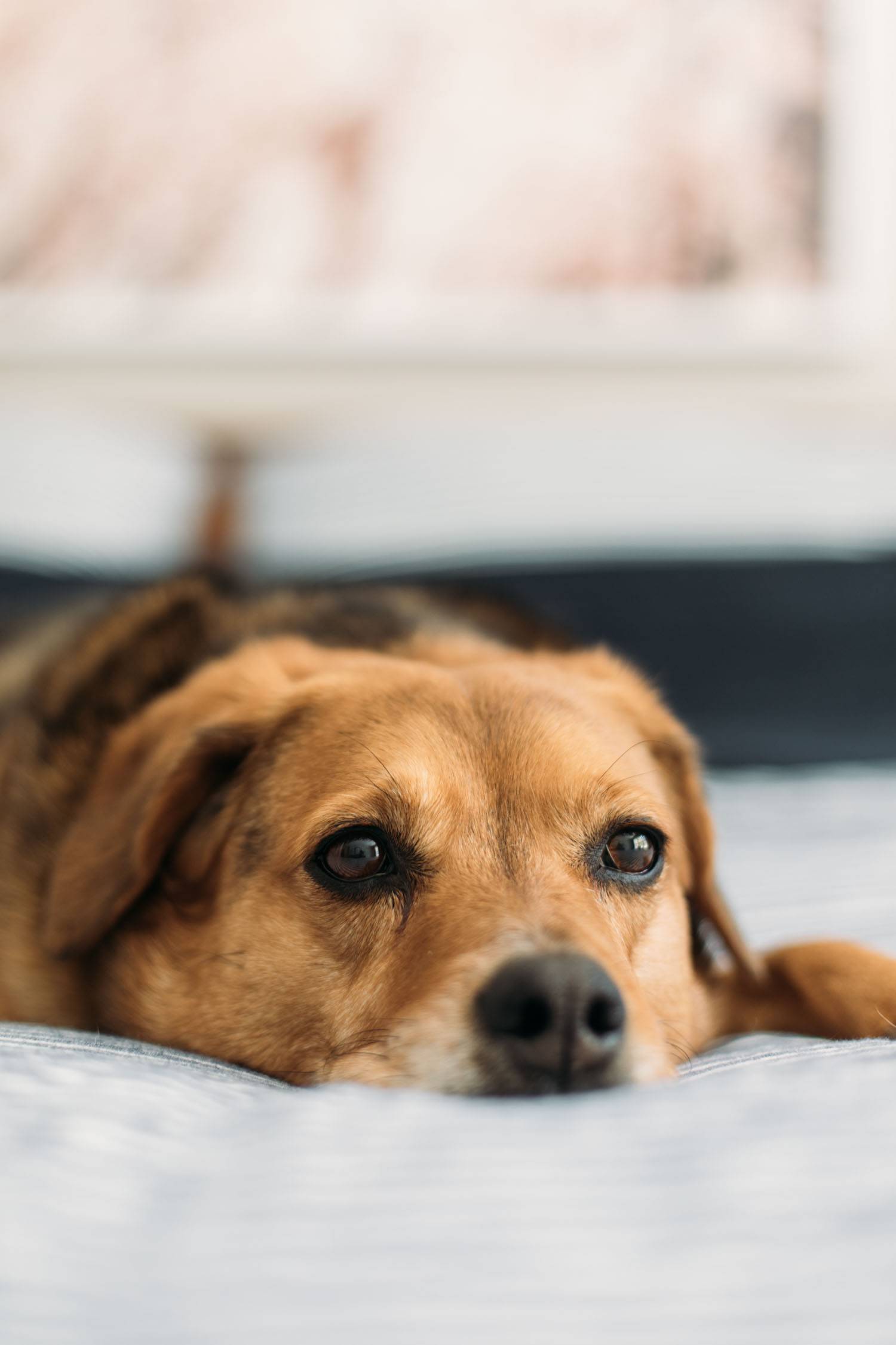 Dog relaxing on bed