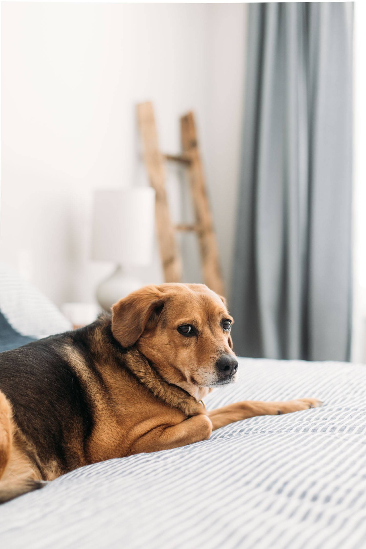 Dog on a bed